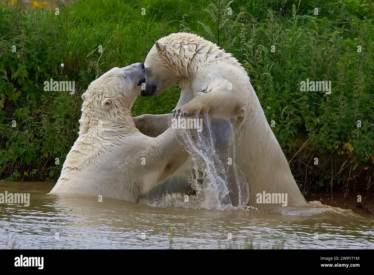Zwei sehr große Eisbären mit dickem weißem Fell stehen in einem Pool und spielen Kämpfe, was große Spritzer im kühlen Wasser verursacht. Stockfoto