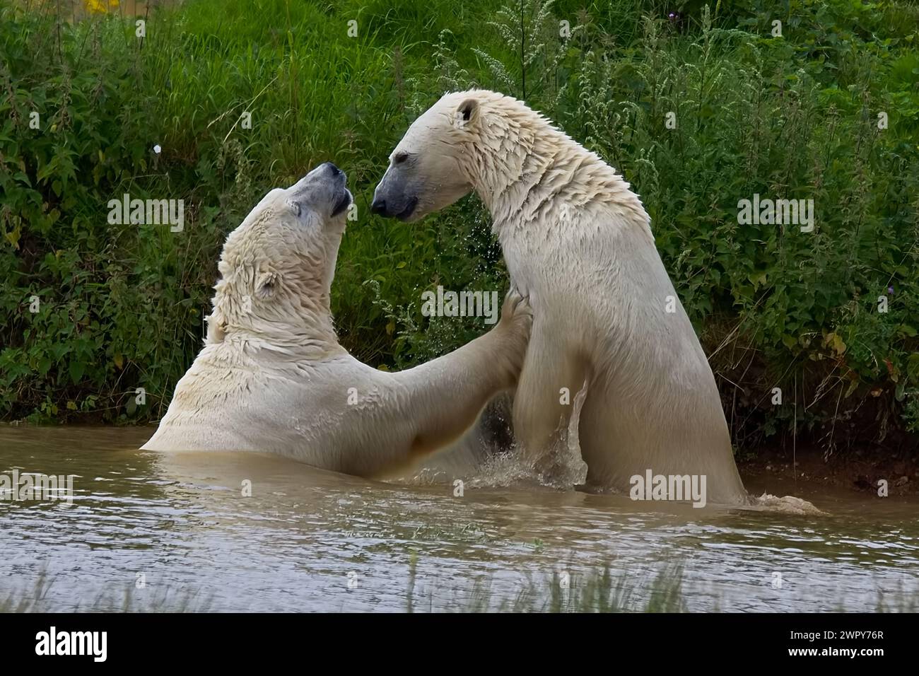 Zwei Eisbären mit dickem weißem Pelz kämpfen an einem warmen Tag in einem Pool, um kühl zu bleiben. Stockfoto