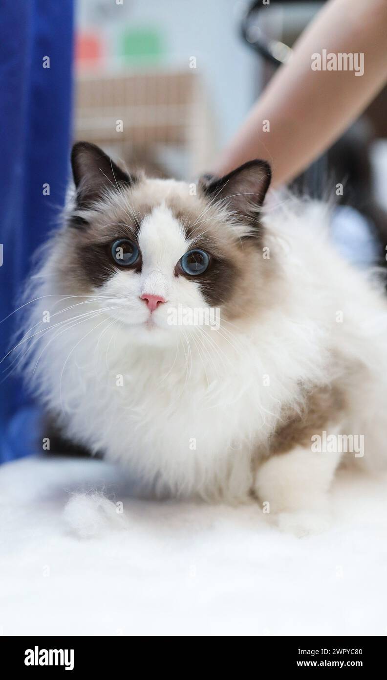 (240310) -- ZAGREB, 10. März 2024 (Xinhua) -- Eine Katze wird während einer Ausstellung von reinrassigen Katzen am 9. März 2024 in Zagreb, Kroatien, gesehen. (Emica Elvedji/PIXSELL Via Xinhua) Stockfoto