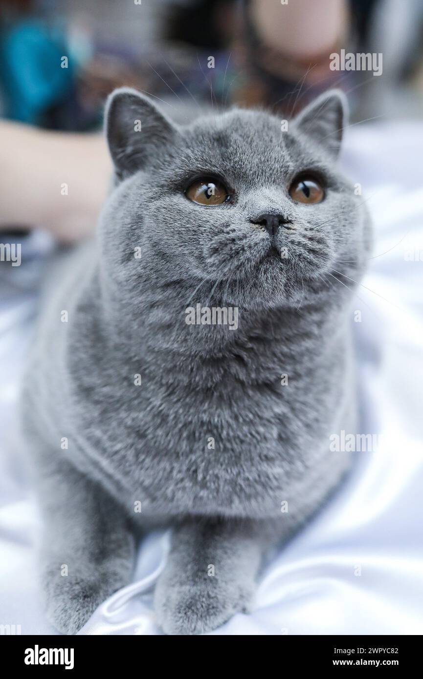 (240310) -- ZAGREB, 10. März 2024 (Xinhua) -- Eine Katze wird während einer Ausstellung von reinrassigen Katzen am 9. März 2024 in Zagreb, Kroatien, gesehen. (Emica Elvedji/PIXSELL Via Xinhua) Stockfoto