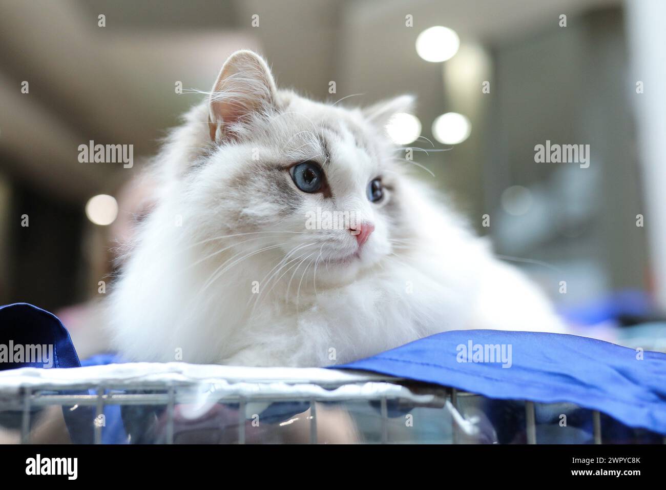 (240310) -- ZAGREB, 10. März 2024 (Xinhua) -- Eine Katze wird während einer Ausstellung von reinrassigen Katzen am 9. März 2024 in Zagreb, Kroatien, gesehen. (Emica Elvedji/PIXSELL Via Xinhua) Stockfoto