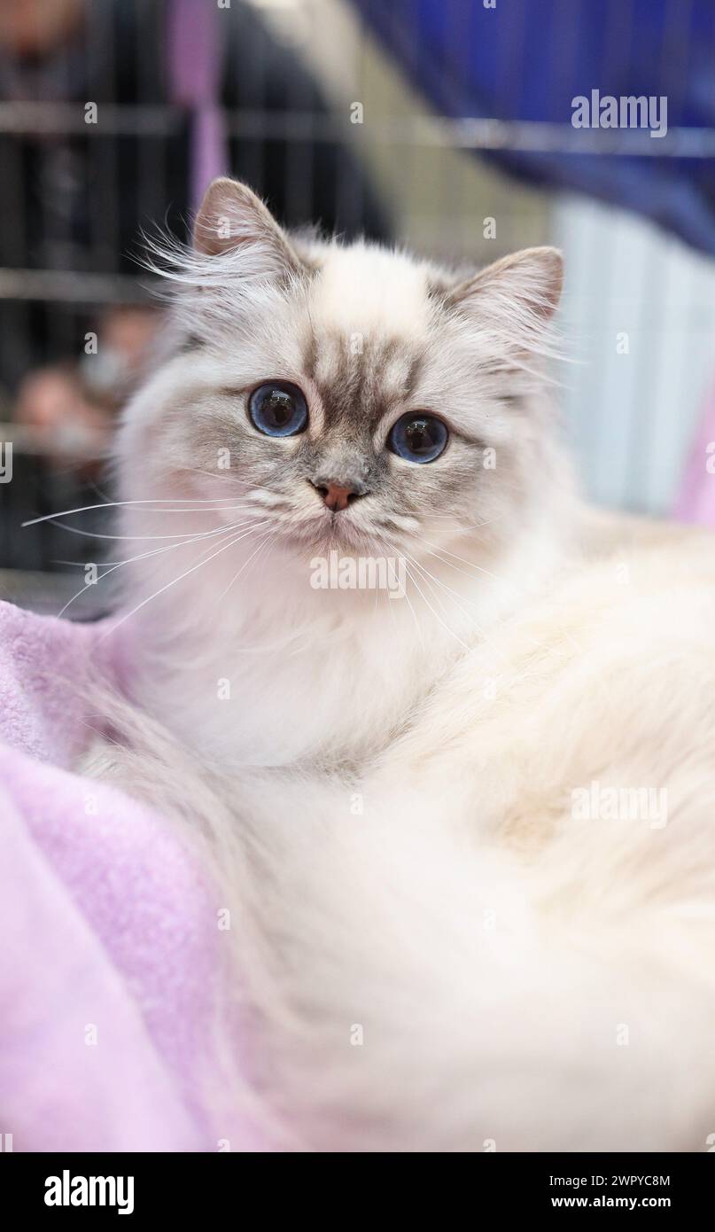 (240310) -- ZAGREB, 10. März 2024 (Xinhua) -- Eine Katze wird während einer Ausstellung von reinrassigen Katzen am 9. März 2024 in Zagreb, Kroatien, gesehen. (Emica Elvedji/PIXSELL Via Xinhua) Stockfoto