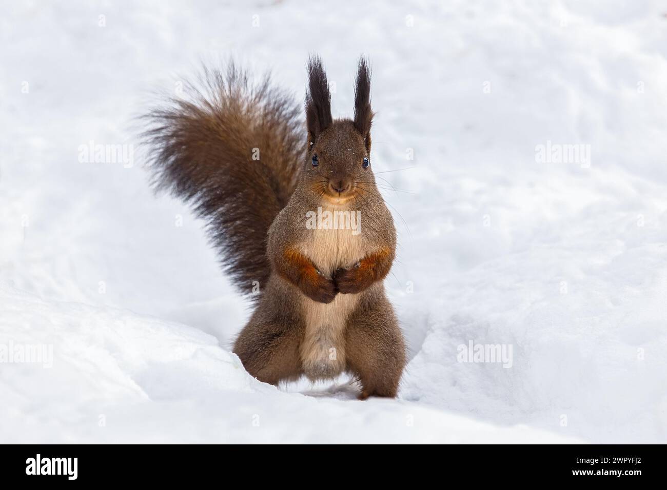 Rotes Eichhörnchen steht auf seinen Hinterbeinen vor einem Hintergrund von sauberem Schnee Stockfoto