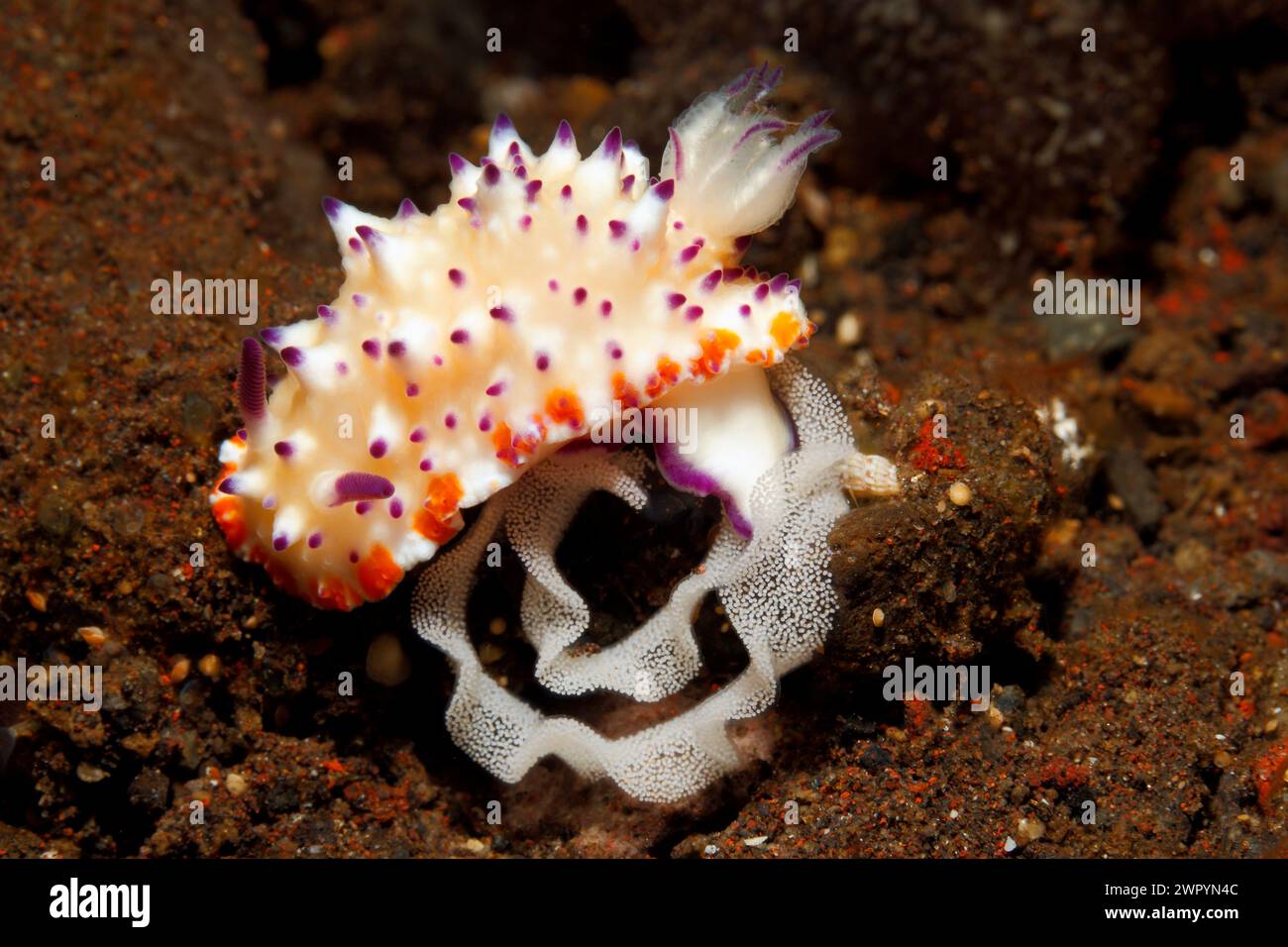 Nacktschnecken, Glossodoris multituberculata mit ei Ring. Tulamben, Bali, Indonesien. Bali Sea, Indischer Ozean Stockfoto