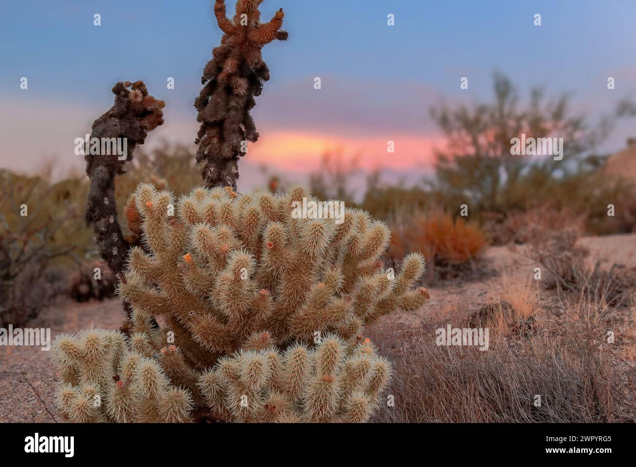 Ein lebhafter Sonnenuntergang wirft warme Farben über den Himmel hinter verschiedenen Kakteen in einer Wüstenlandschaft. Eine Nahaufnahme eines Teddybären Cholla. Stockfoto