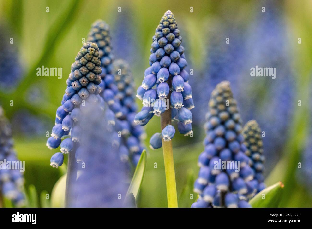 Muscari Blume, Unterfamilie Scylloids, Sparagaceae , Mallorca, Spanien Stockfoto