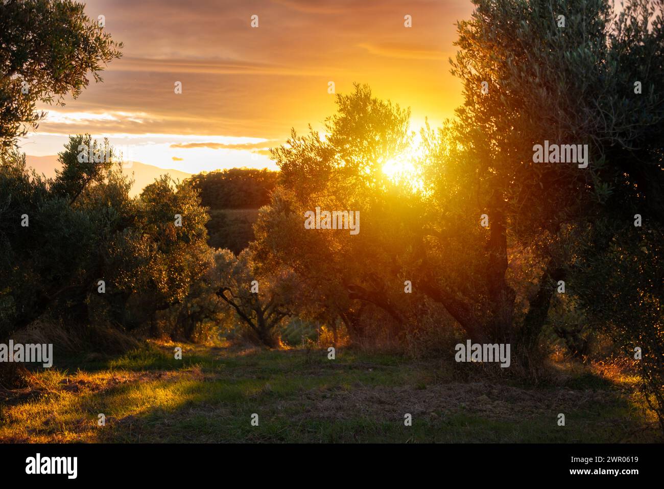 Von der Sonne erleuchtete Olivenzweige Stockfoto