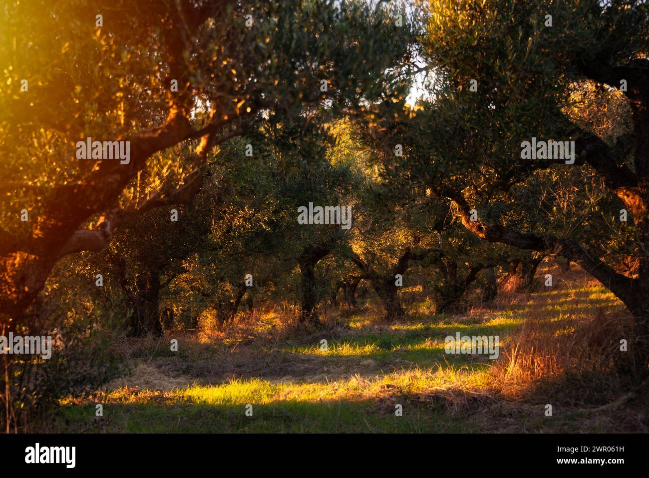 Von der Sonne erleuchtete Olivenzweige Stockfoto