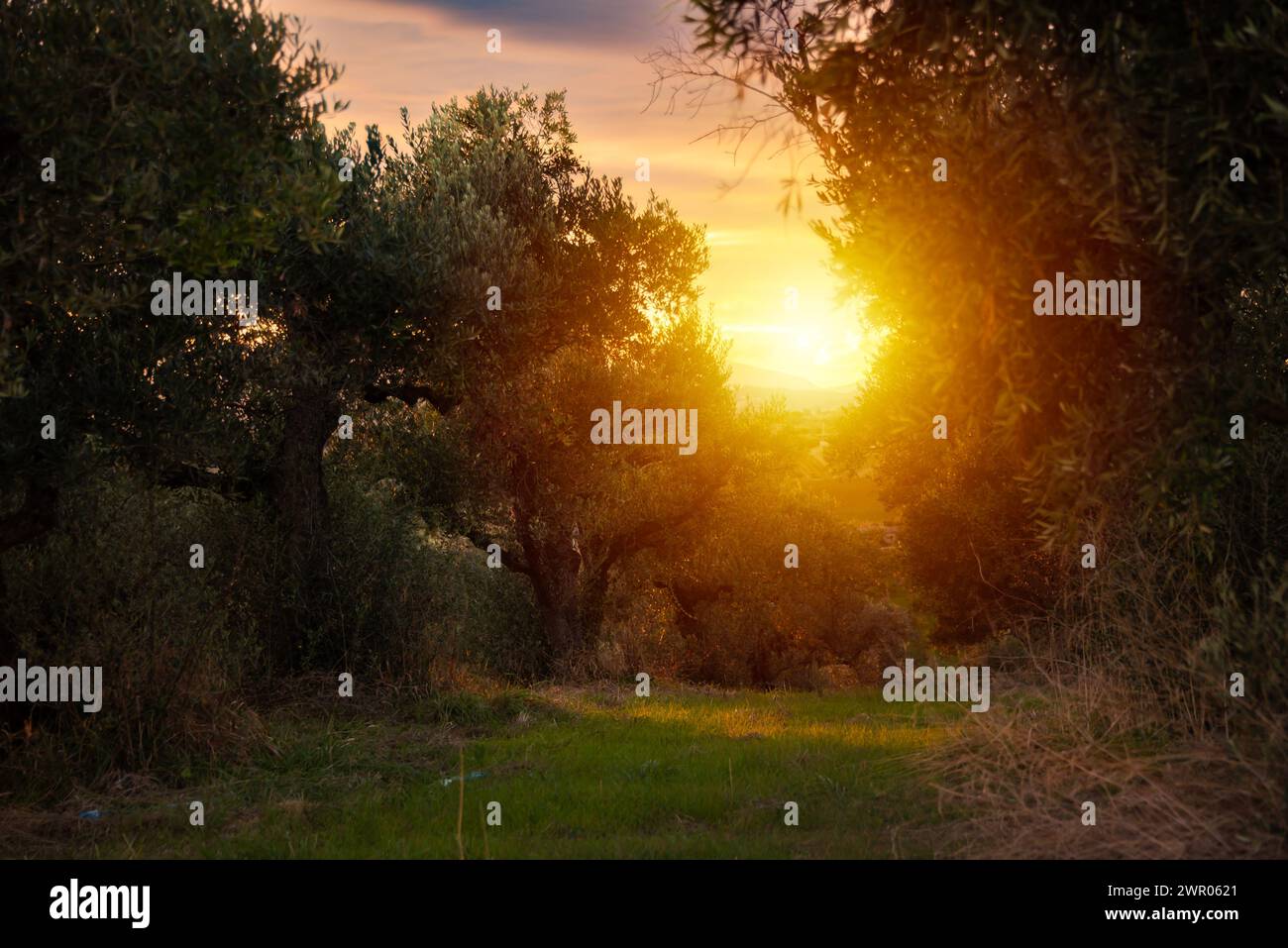 Von der Sonne erleuchtete Olivenzweige Stockfoto