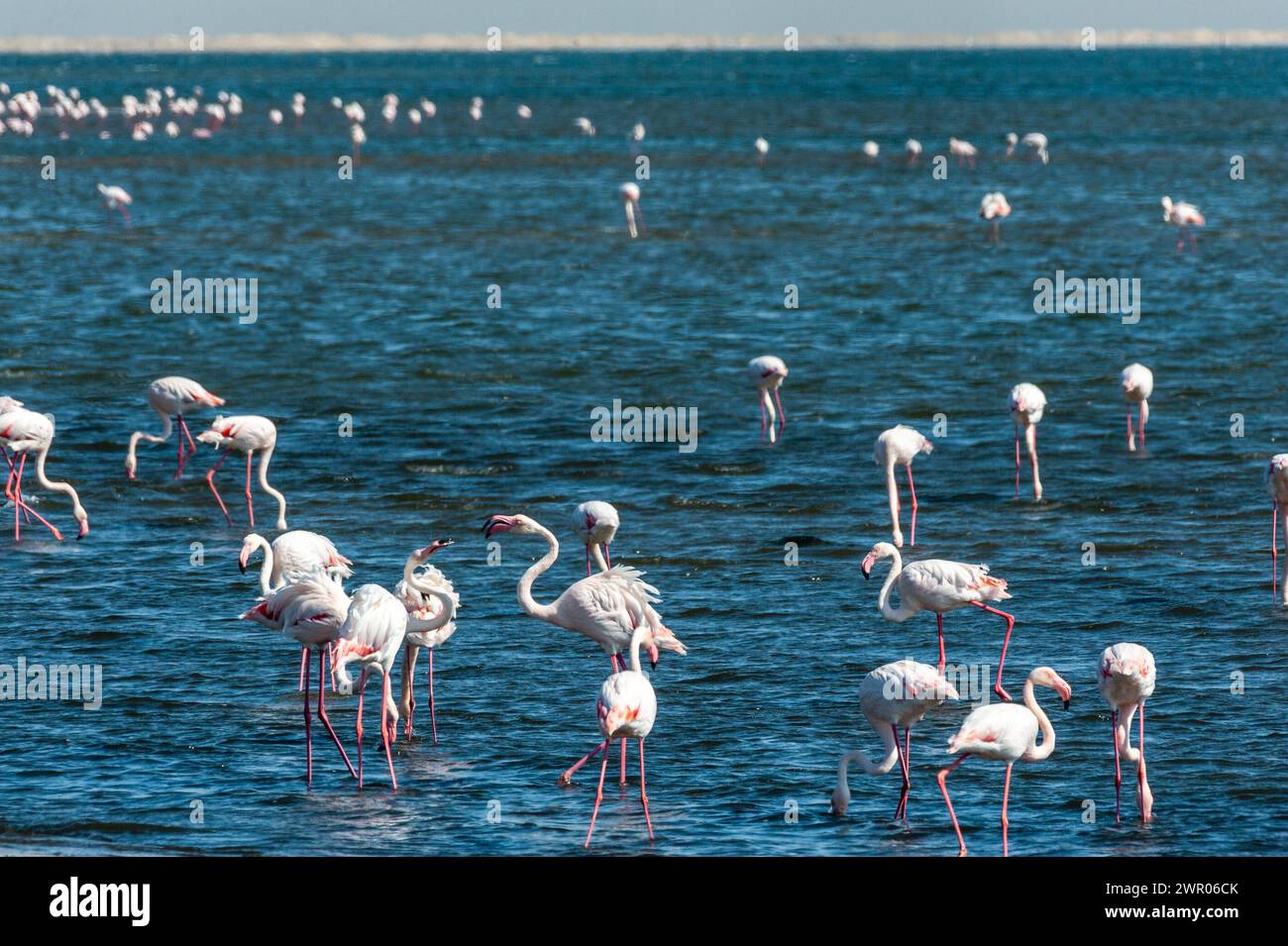 Greater Flamingos - Phoenicopterus roseus - entlang der Küste von Walvis Bay, Namibia. Stockfoto