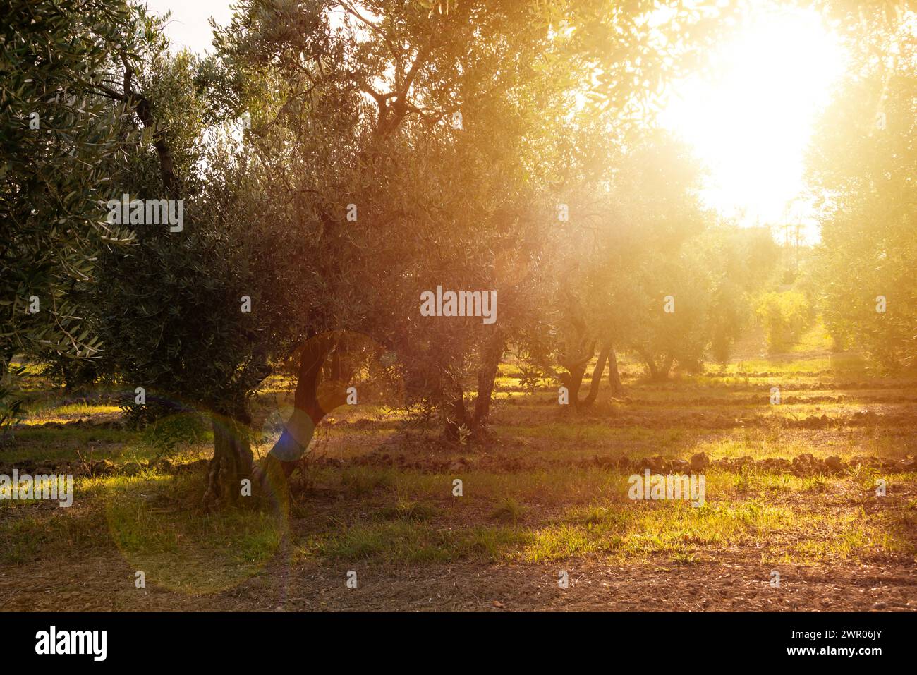 Von der Sonne erleuchtete Olivenzweige Stockfoto