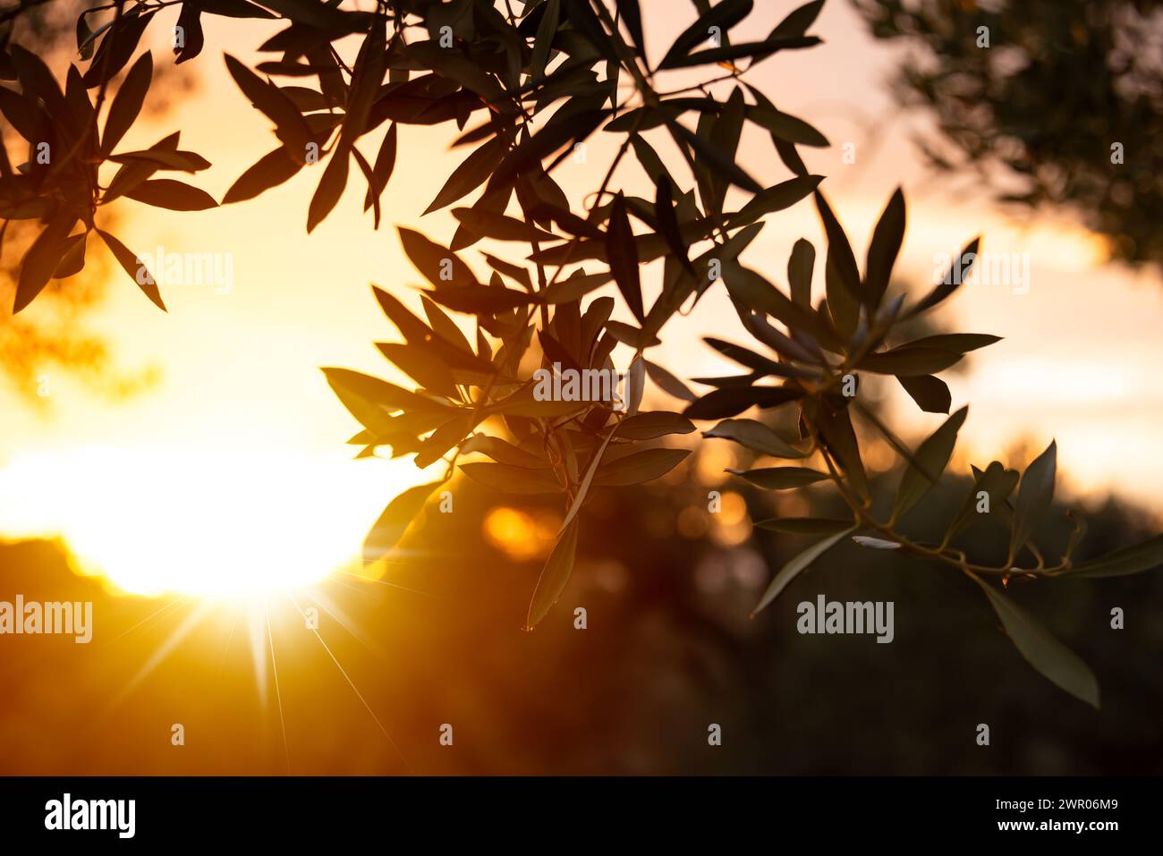 Von der Sonne erleuchtete Olivenzweige Stockfoto