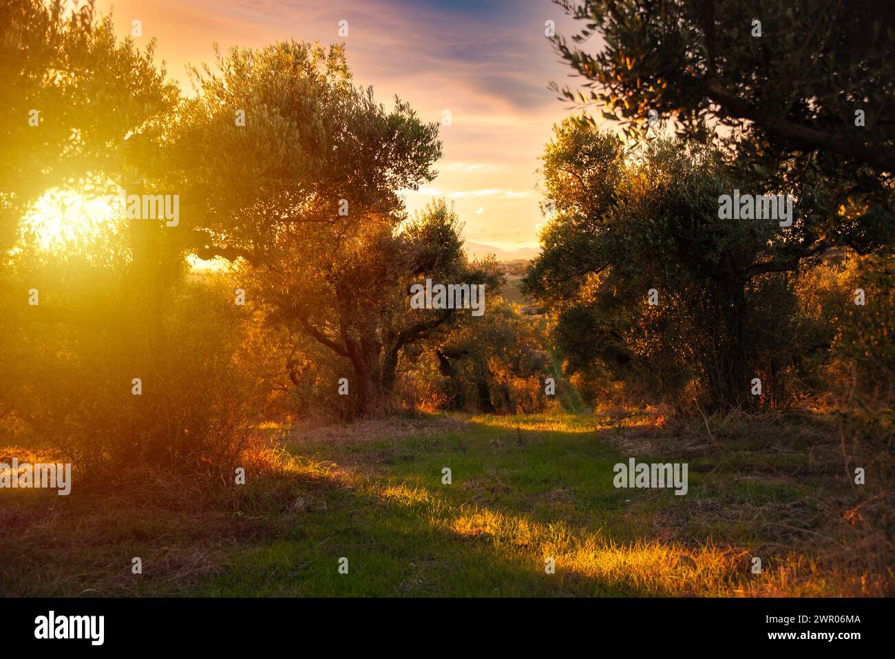 Von der Sonne erleuchtete Olivenzweige Stockfoto