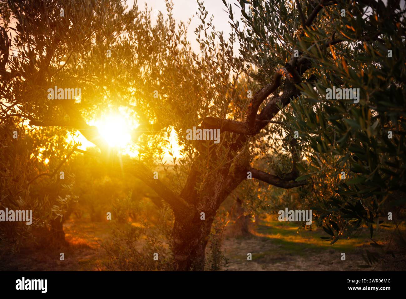 Von der Sonne erleuchtete Olivenzweige Stockfoto