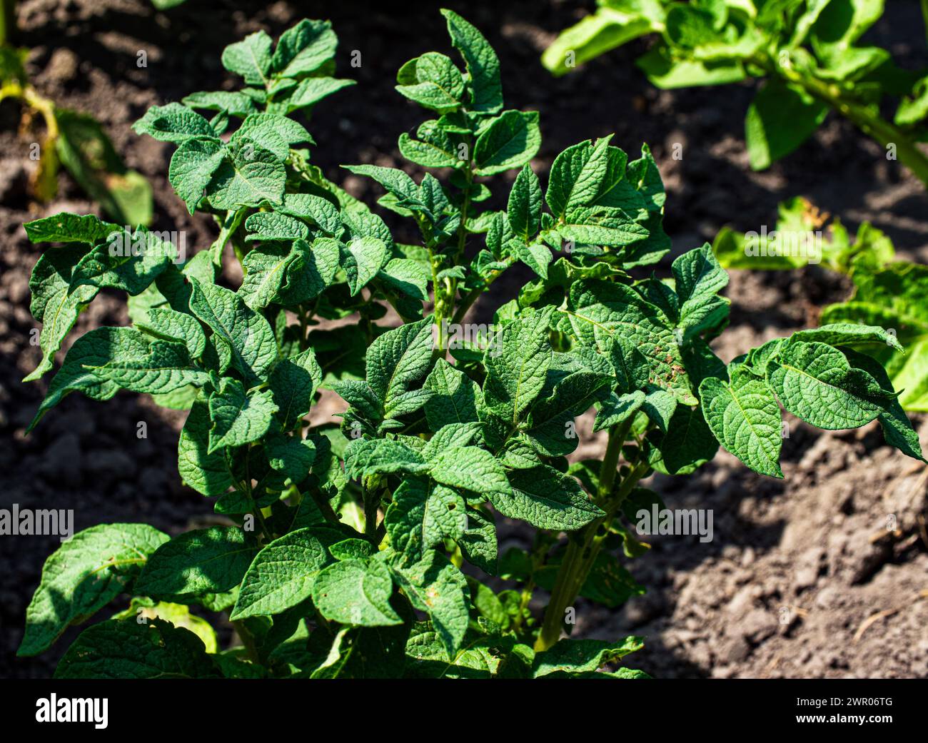 Eine Nahaufnahme grüner Kartoffelpflanzen mit strukturierten Blättern unter Sonnenlicht. Stockfoto