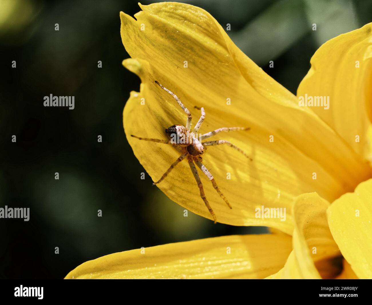 Eine braune Spinne steht auf einem leuchtend gelben Blütenblatt, die langen Beine sind ausgebreitet. Stockfoto