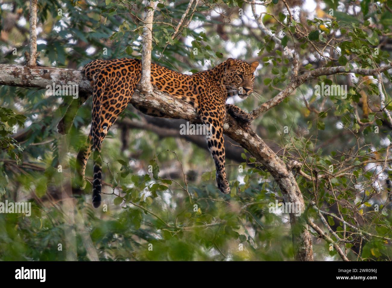 Indischer Leopard - Panthera pardus fusca, wunderschöne, ikonische Wildkatze aus südasiatischen Wäldern und Wäldern, Nagarahole Tiger Reserve, Indien. Stockfoto
