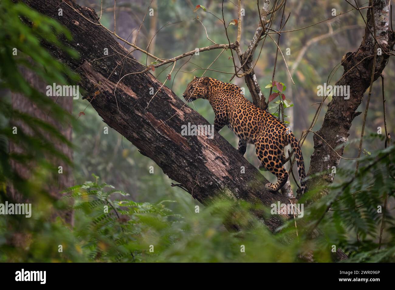Indischer Leopard - Panthera pardus fusca, wunderschöne, ikonische Wildkatze aus südasiatischen Wäldern und Wäldern, Nagarahole Tiger Reserve, Indien. Stockfoto