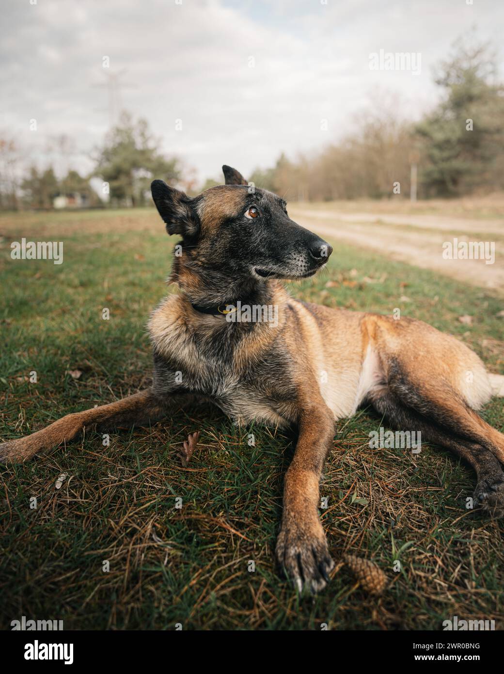 Ein Schäferhund mit schwarzem und braunem Fell liegt auf grünem Gras Stockfoto