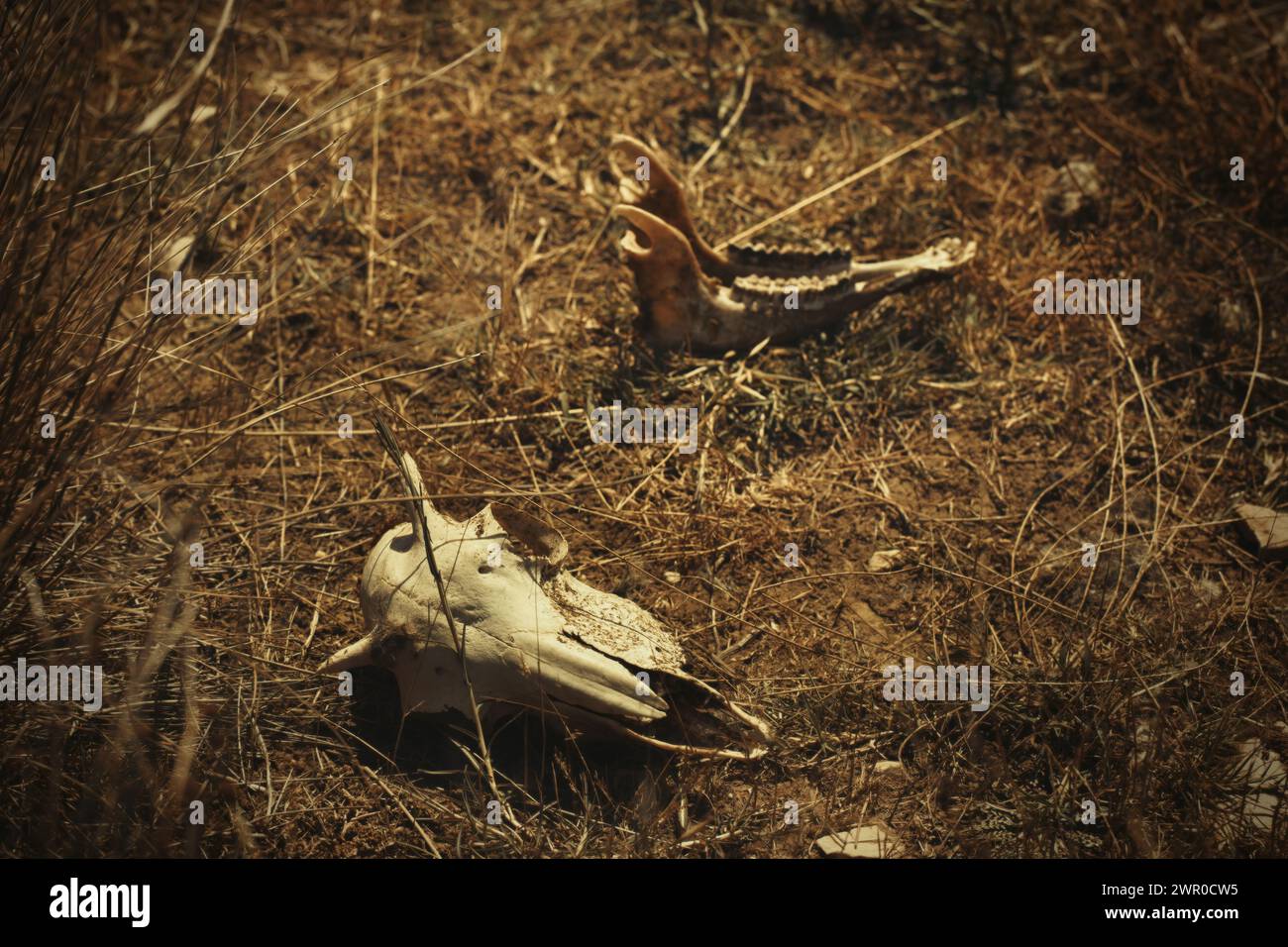 Knochen einiger Säugetiere, die im Freien in getrocknetem Gras im Sommer gefunden wurden Stockfoto