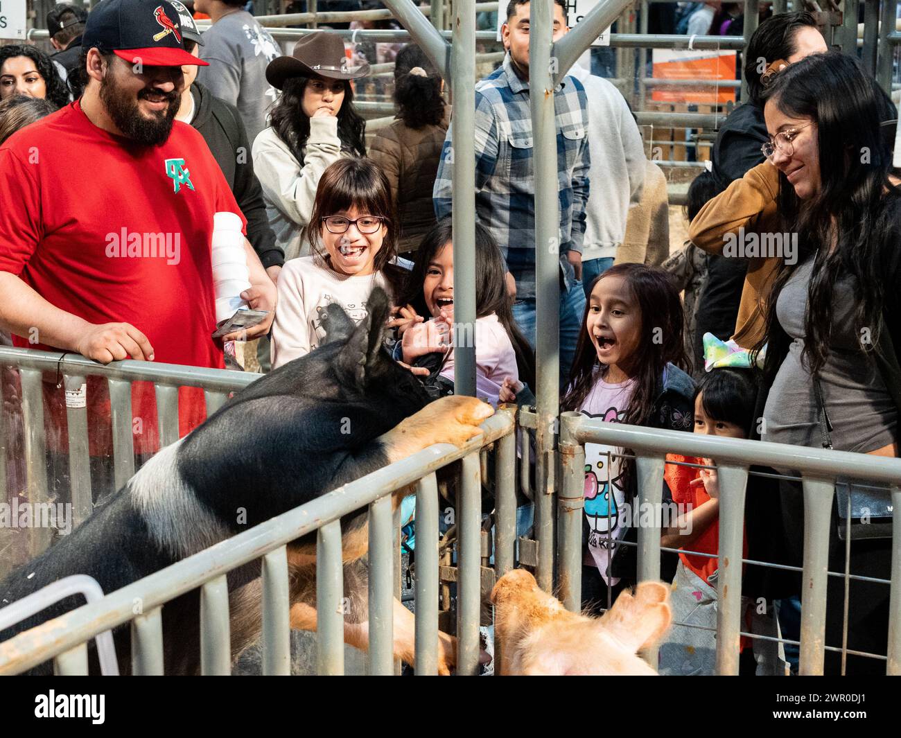 Houston, USA. März 2024. Kinder beobachten Schweine während des 92. Houston Rodeo in Houston, Texas, USA, 9. März 2024. Das dreiwöchige Houston Rodeo begann sein zweites Wochenende. Die Veranstaltung zeigt nicht nur die Entwicklung der Viehwirtschaft in Texas, sondern hält auch die westliche Kultur unter den Bürgern am Leben. Quelle: Chen Chen/Xinhua/Alamy Live News Stockfoto