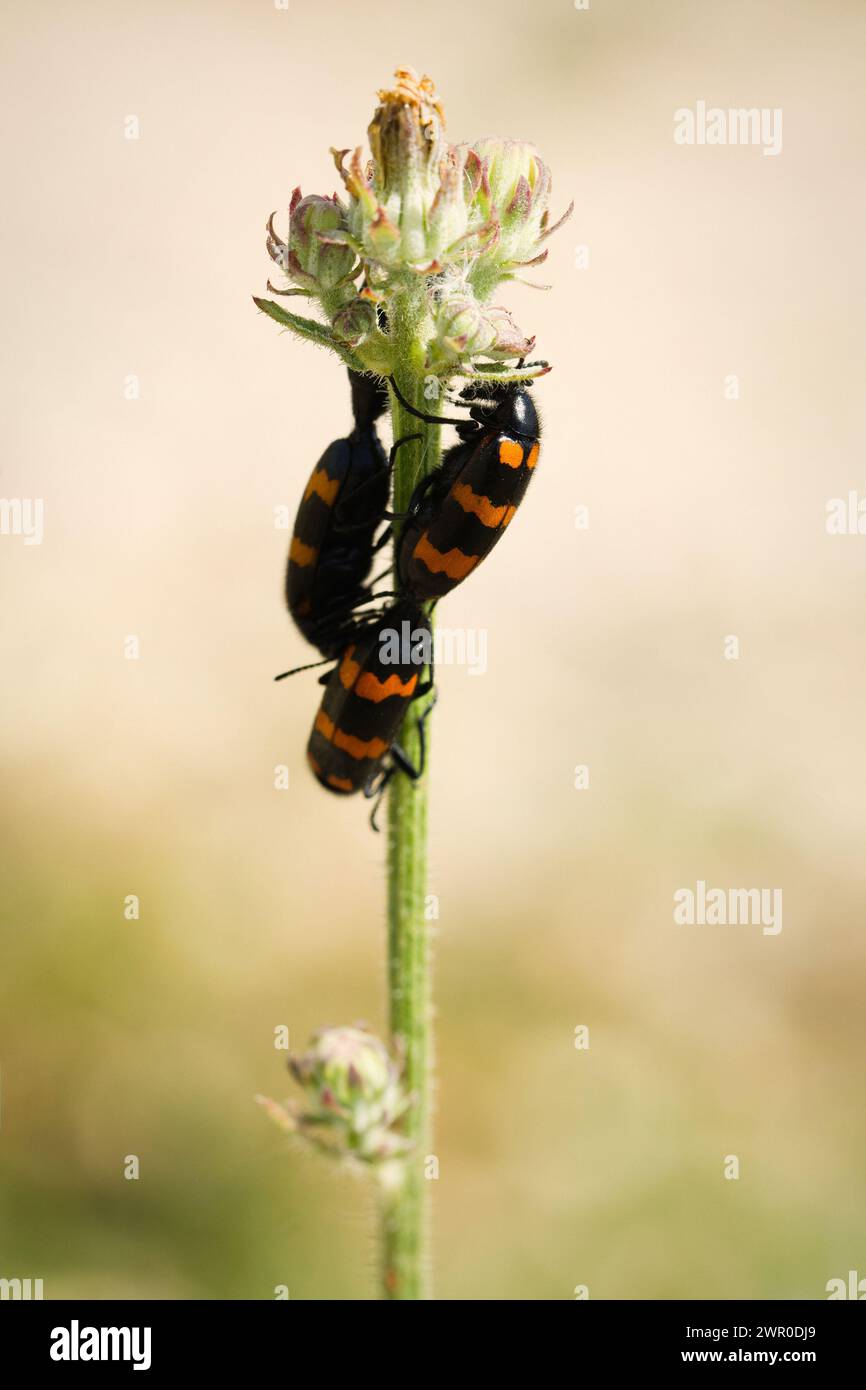 Makrobild des Käfers Mylabris variabilis auf Pflanze am Naturstandort Kroatiens, Europas Stockfoto