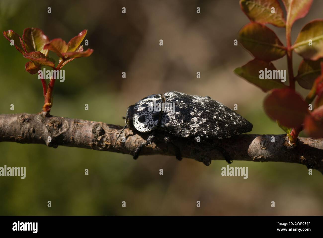 Makrobild des Käfers Capnodis tenebrionis auf Pflanze am Naturstandort Kroatiens, Europas Stockfoto