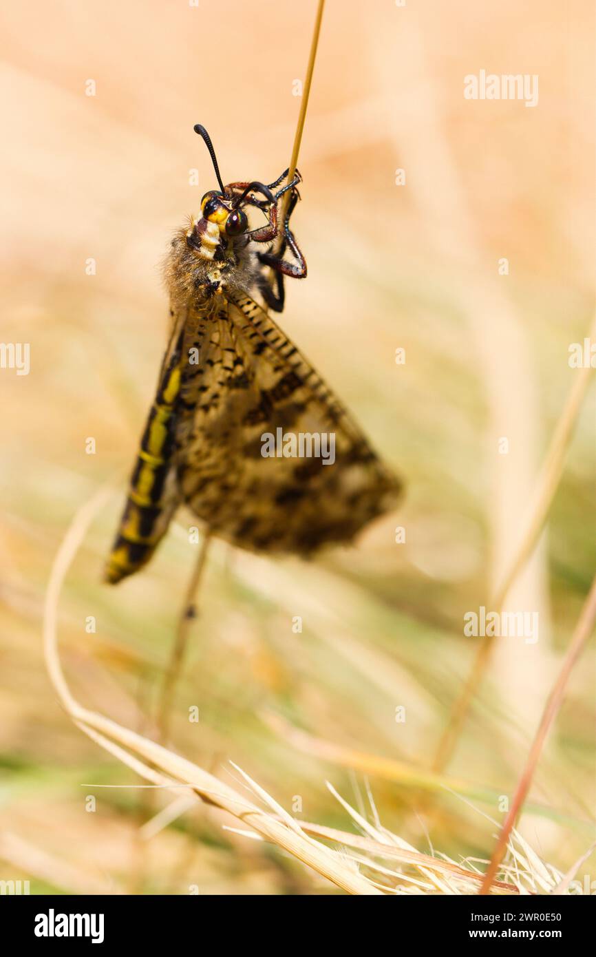 Makrobild des Insekten Palpares libelluloides auf Pflanze am Naturstandort Kroatiens, Europas Stockfoto