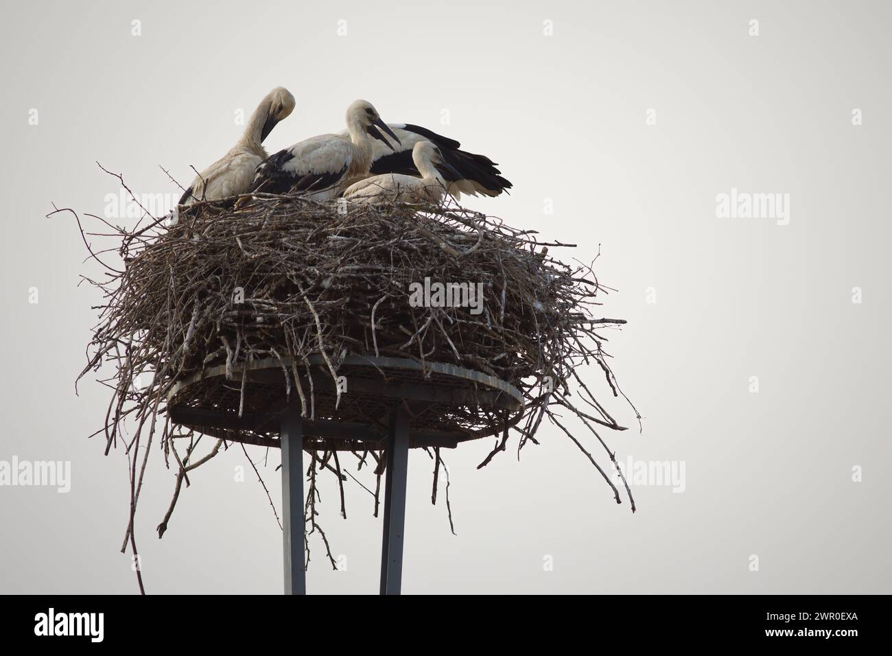 Erwachsene Weißstorch ciconia ciconia kümmert sich um die Jugend auf dem Nest Stockfoto