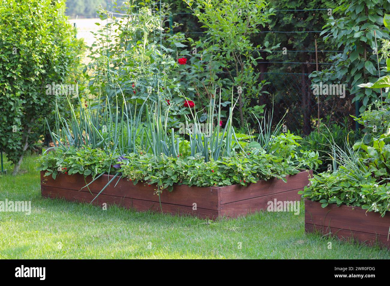 Gemüse, Obst und Zierpflanzen im eigenen Garten anbauen. Hochbetten. Stockfoto