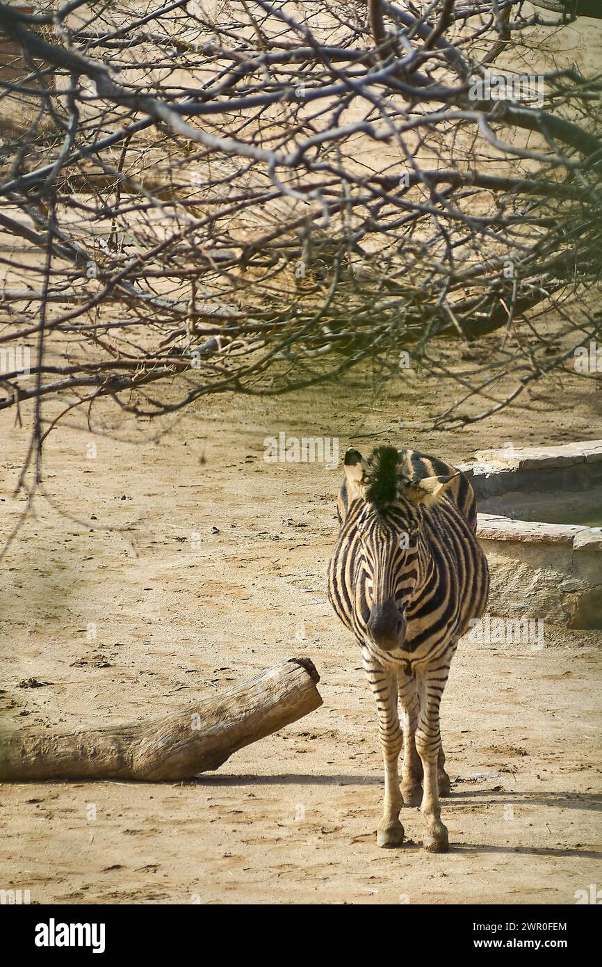 Ein majestätisches Zebra mit klar definierten schwarzen und weißen Streifen, das auf dem sandigen Boden steht und sich unter einem Baum vor der Sonne schützt. Stockfoto