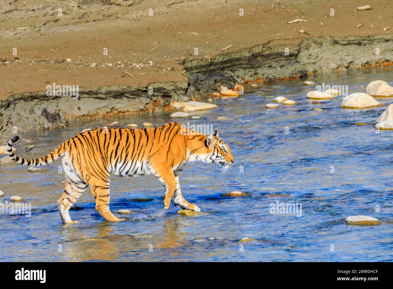 Erwachsene Tigeress, die auf Steine geht, um einen Fluss zu überqueren Stockfoto