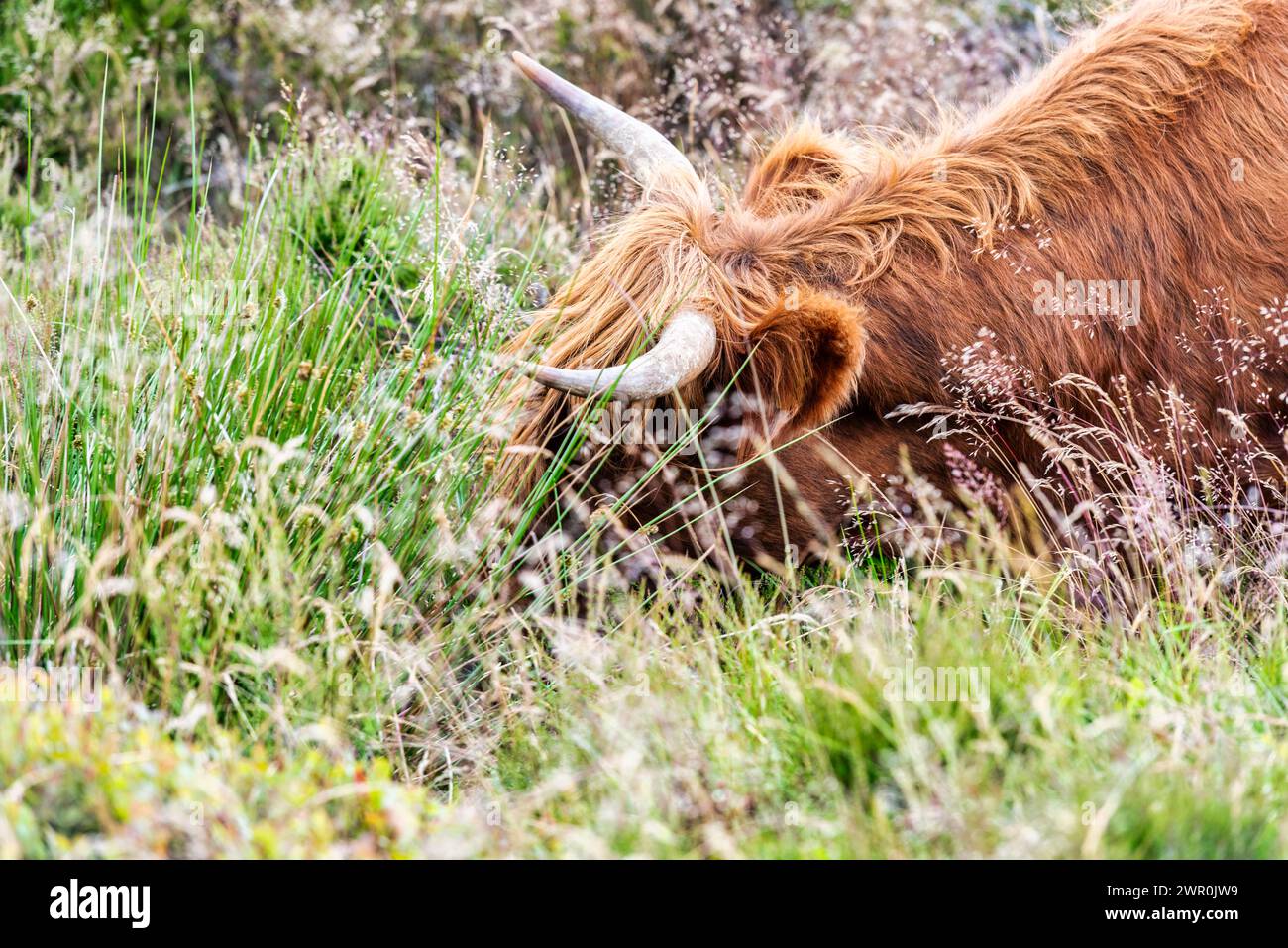 Highland-Kühe am Baslow Edge im Peak District, Derbyshire, England Stockfoto