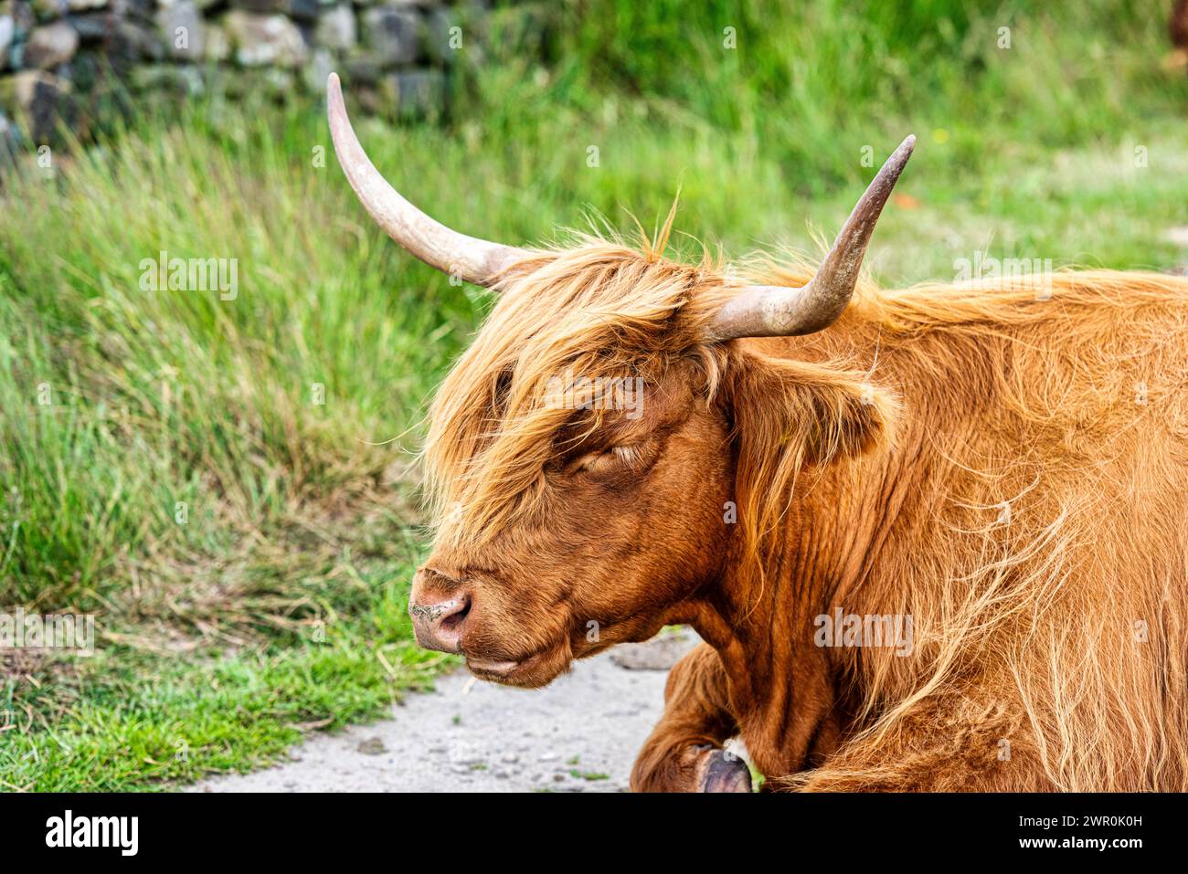 Highland-Kühe am Baslow Edge im Peak District, Derbyshire, England Stockfoto