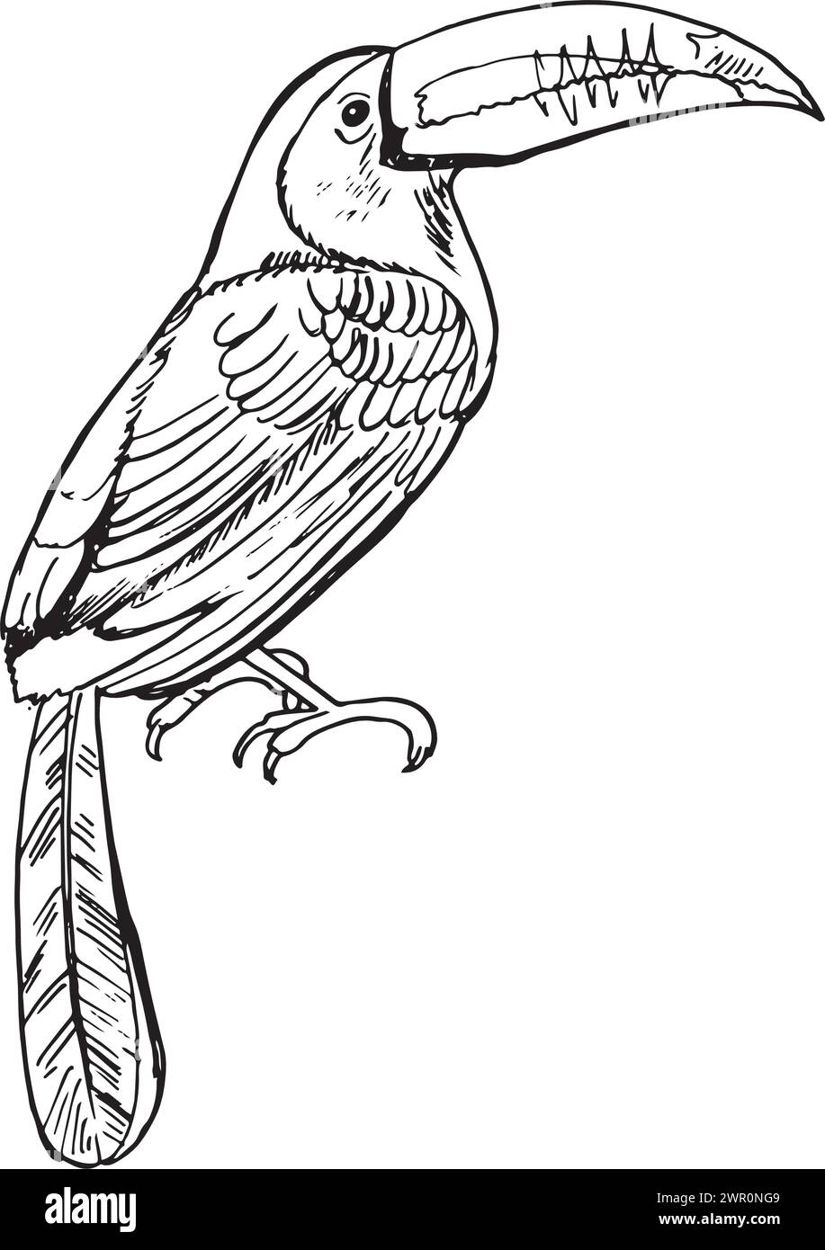 Tukanskizze tropischer Vogel. Amerikanischer Wald toco Tukan Vogel sitzt auf Ast mit. Exotischer wilder Vogel für Desing-Print und Amazonas-Wildtier-Symbol Stock Vektor