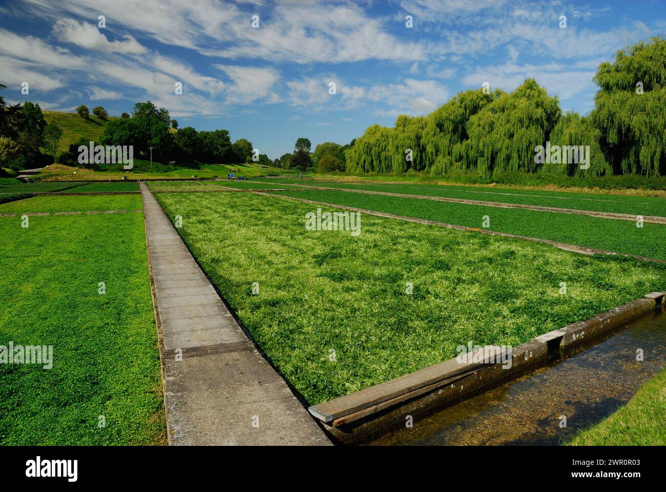 Brunnenkresse-Betten in Broad Chalke, South Wiltshire. Stockfoto