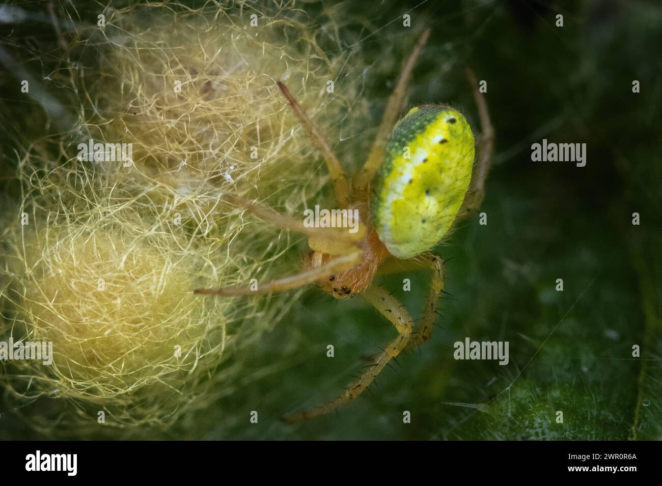 Gurke grüne Kugel Spinne (Araniella cucurbitina) weiblich, die zu Eiersack neigt, UK Stockfoto