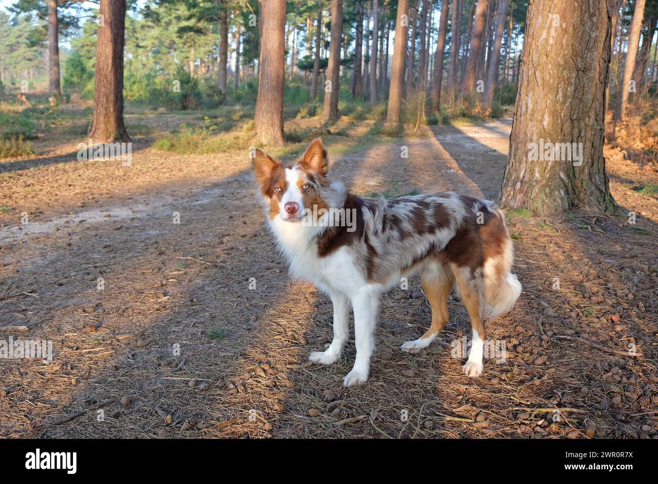 Ein dreifarbiger roter merle-Border-Collie stand zwischen den Bäumen in Kiefernwäldern. Stockfoto