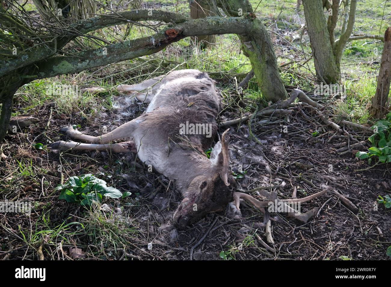 Ein toter Damhirsch, der durch einen Unfall oder natürliche Ursachen in Großbritannien getötet wurde Stockfoto