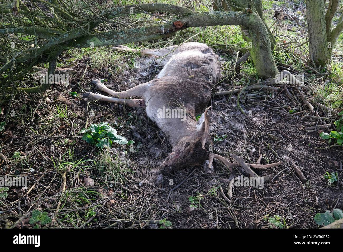 Ein toter Damhirsch, der durch einen Unfall oder natürliche Ursachen in Großbritannien getötet wurde Stockfoto