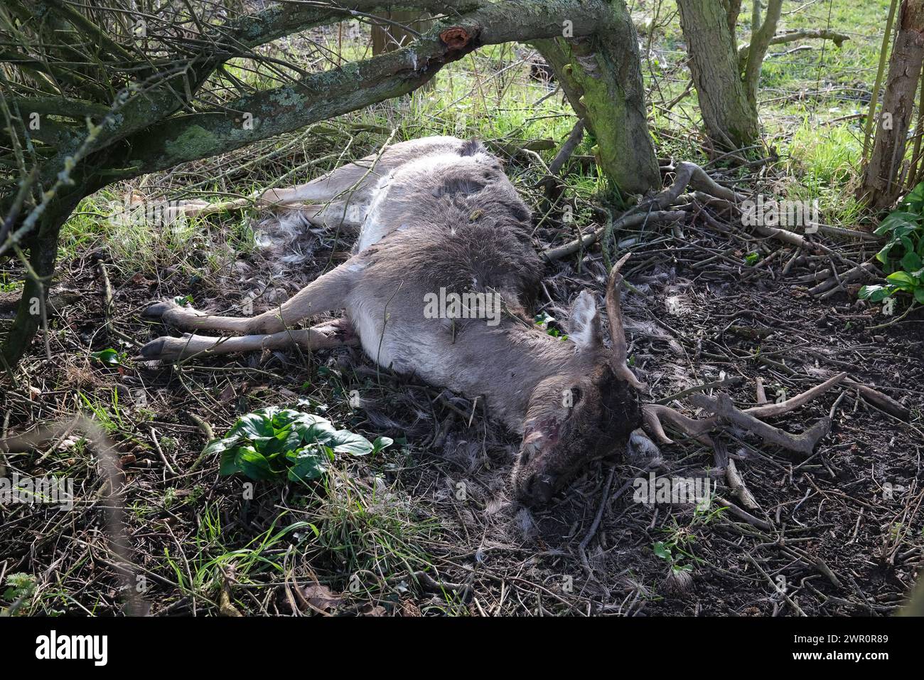 Ein toter Damhirsch, der durch einen Unfall oder natürliche Ursachen in Großbritannien getötet wurde Stockfoto