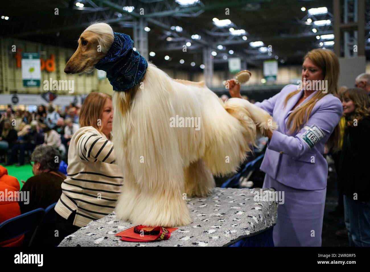 Am letzten Tag der Crufts Dog Show im National Exhibition Centre (NEC) in Birmingham bereitet ein Hundeführer seinen afghanischen Hund auf den Showring vor. Bilddatum: Sonntag, 10. März 2024. Stockfoto