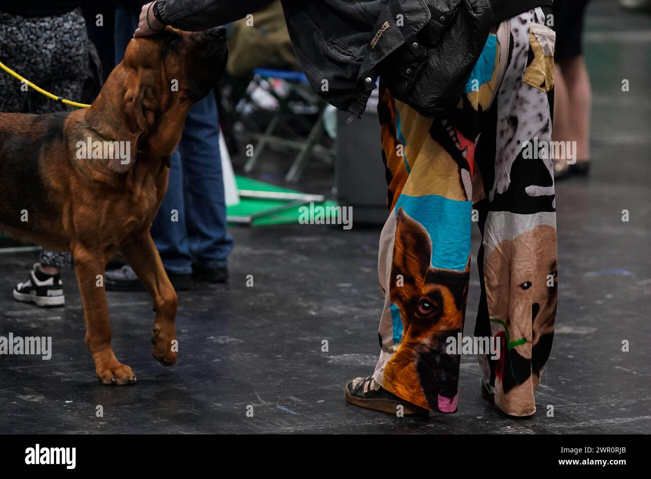 Am letzten Tag der Crufts Dog Show im National Exhibition Centre (NEC) in Birmingham streichelt ein Besucher mit Hundehosen einen Bloodhound. Bilddatum: Sonntag, 10. März 2024. Stockfoto