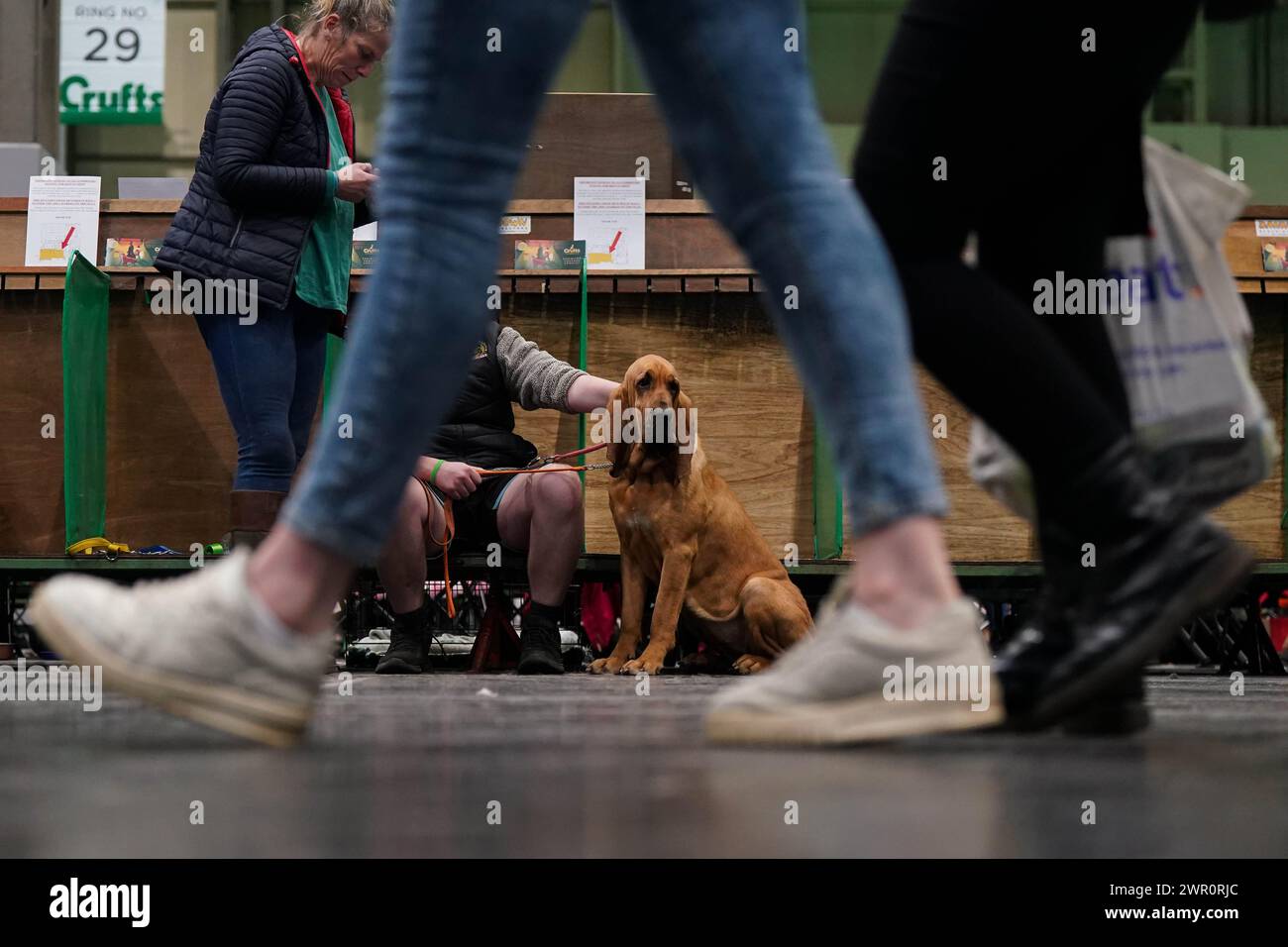 Besucher gehen am letzten Tag der Crufts Dog Show im National Exhibition Centre (NEC) in Birmingham an einem Bloodhound vorbei. Bilddatum: Sonntag, 10. März 2024. Stockfoto