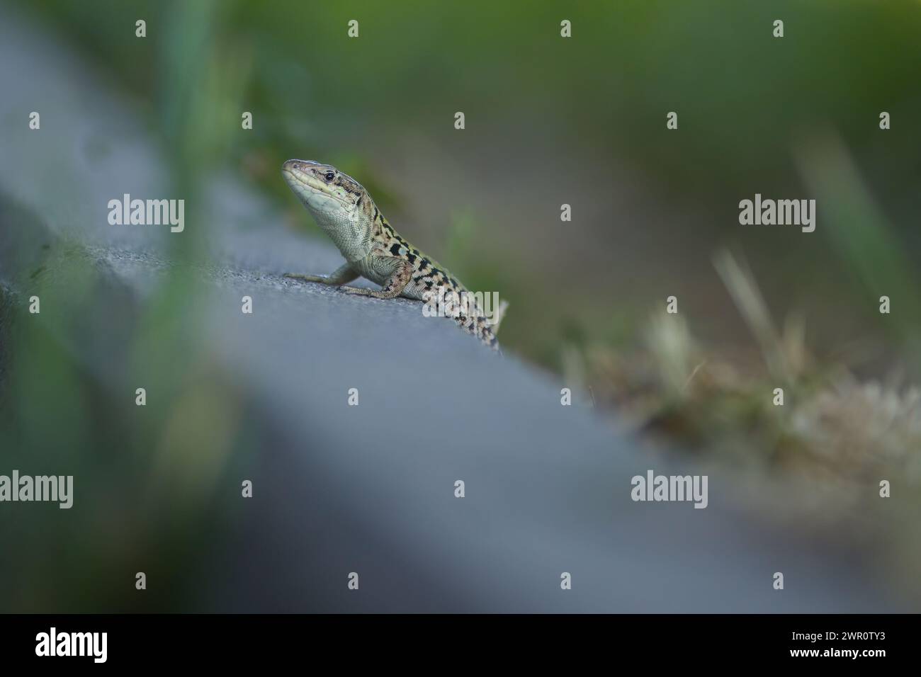 Wilde Eidechse Lacerta agilis in der Nähe des menschlichen Sommerhauses am sonnigen Tag Stockfoto