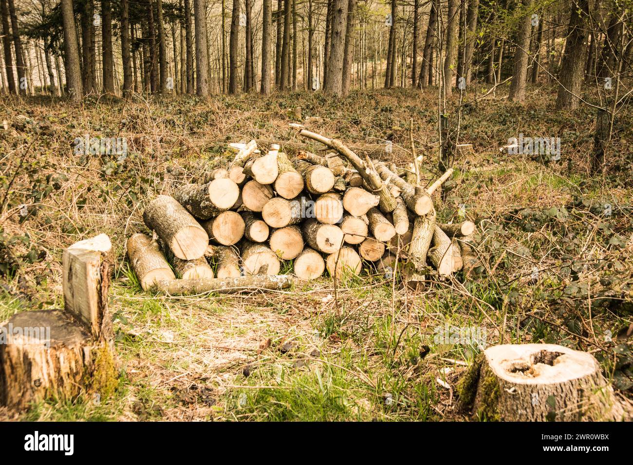 Logs Raymond Boswell Stockfoto