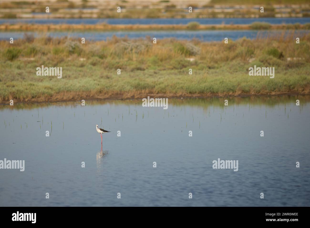 Kroatische Vogelreservat und Zwischenstopp während der Herbstwanderung Stockfoto