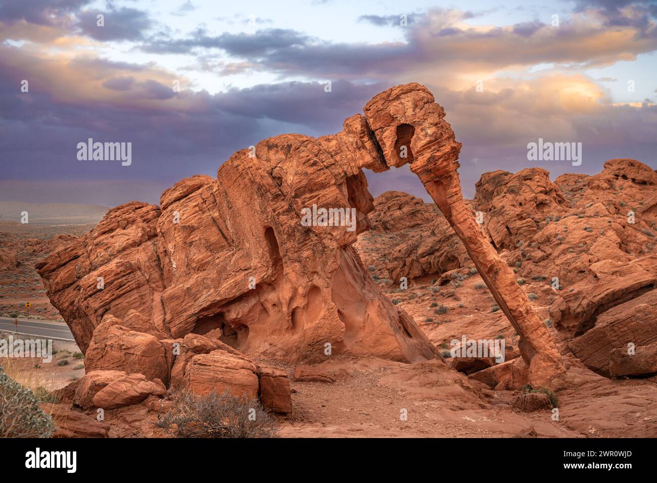 Elephant Rock Valley of Fire State Park Nevada bei Sonnenuntergang - Wandern in Sandsteinformationen - Wandern Sie durch die Mojave/Mohave Wüste in der Nähe von Las Vegas USA Stockfoto