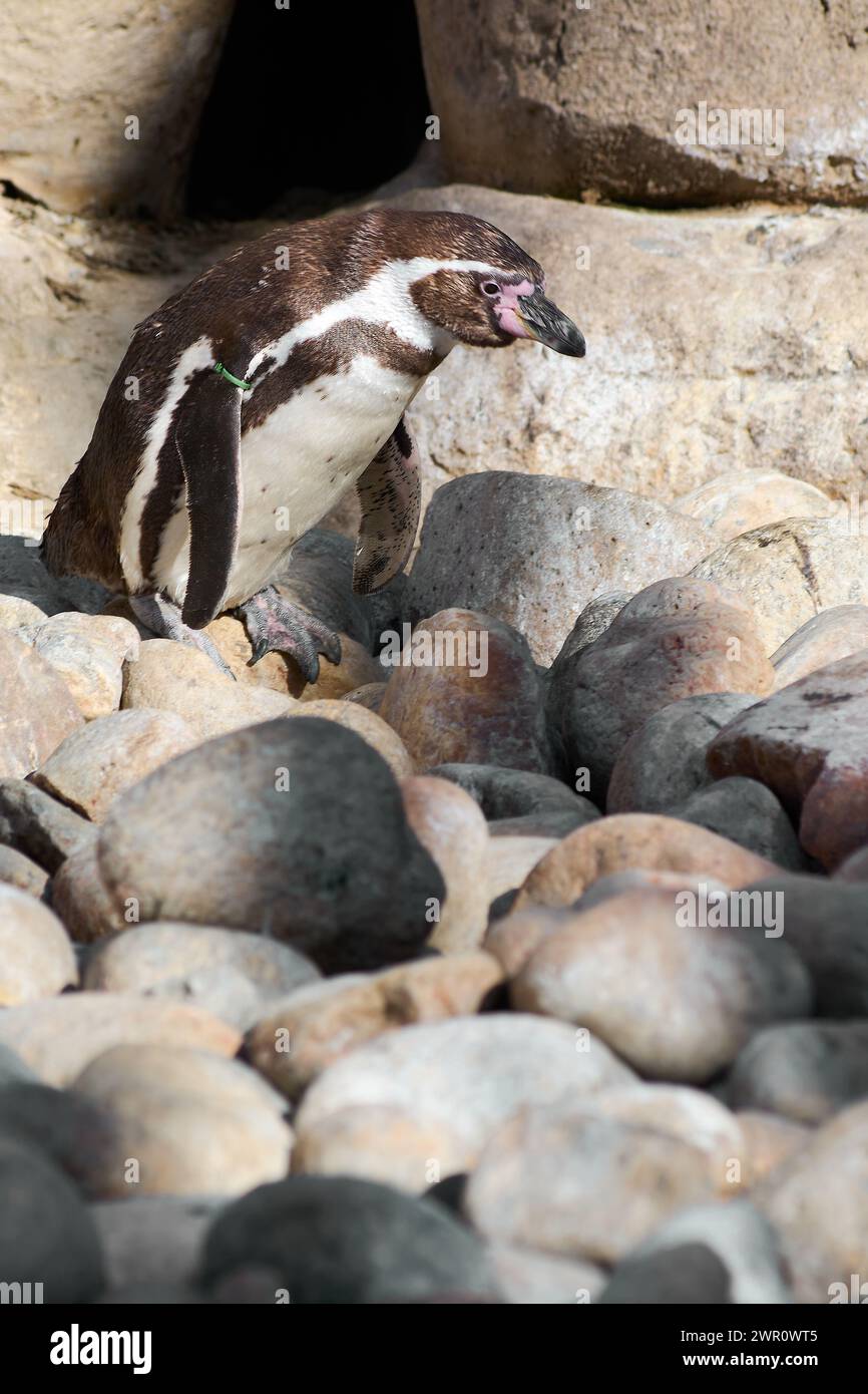 Der Humboldt-Pinguin thront majestätisch auf einem Felsen mit einem Steinboden. Stockfoto
