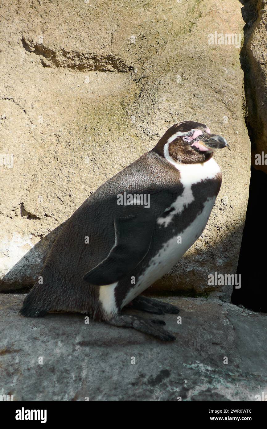 Der Humboldt-Pinguin thront majestätisch auf einem Felsen mit einem Steinboden. Stockfoto